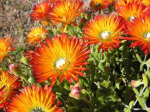 Drosanthemum Speciosum (Orange) 6 Pack