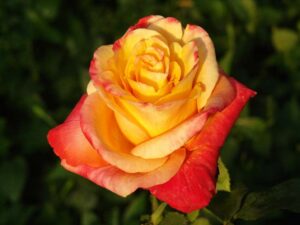 Durbanville Flame Hybrid Tea Rose 5lt
