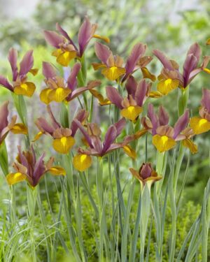 Iris Dutch-Bronze Perfection Bulbs