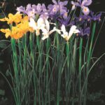 Dutch-Iris-Mixed.jpg Iris Dutch-Mixed Colour Bulbs