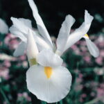 Iris Dutch-White Bulbs
