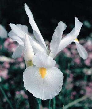Iris Dutch-White Bulbs
