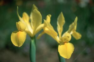 Dutch-Iris-Yellow.jpg Iris Dutch-Yellow Bulbs