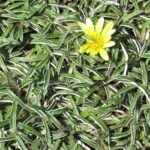 Dymondia Margaretae 4lt