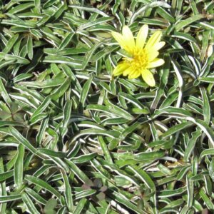 Dymondia Margaretae 4lt