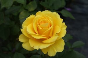 Egoli.jpg Egoli Hybrid Tea Rose 5lt