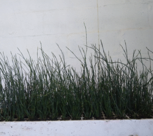 Elegia Tectorum 128 Plug Tray