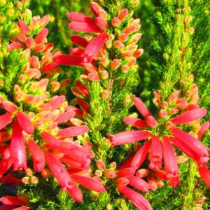 Erica Plants for sale at clicknplant nursery
