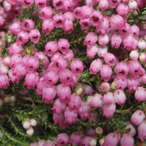 Erica Fairy Bells 15cm Pot