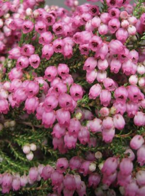 Erica Fairy Bells 15cm Pot