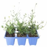 Erigeron Profusion 6 Pack