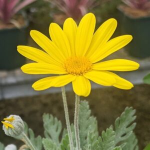 Euryops Pectinatus 6 Pack