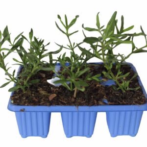 Felicia-amelloides-Glenwood-2.jpg Felicia Amelloides Glenwood 6 Pack