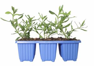 Felicia Amelloides Glenwood 6 Pack