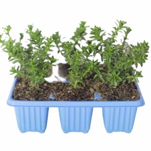 Felicia-echinata-2.jpg Felicia Echinata 6 Pack