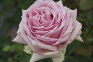 Fifty Shades of Grey Hybrid Tea Rose 5lt