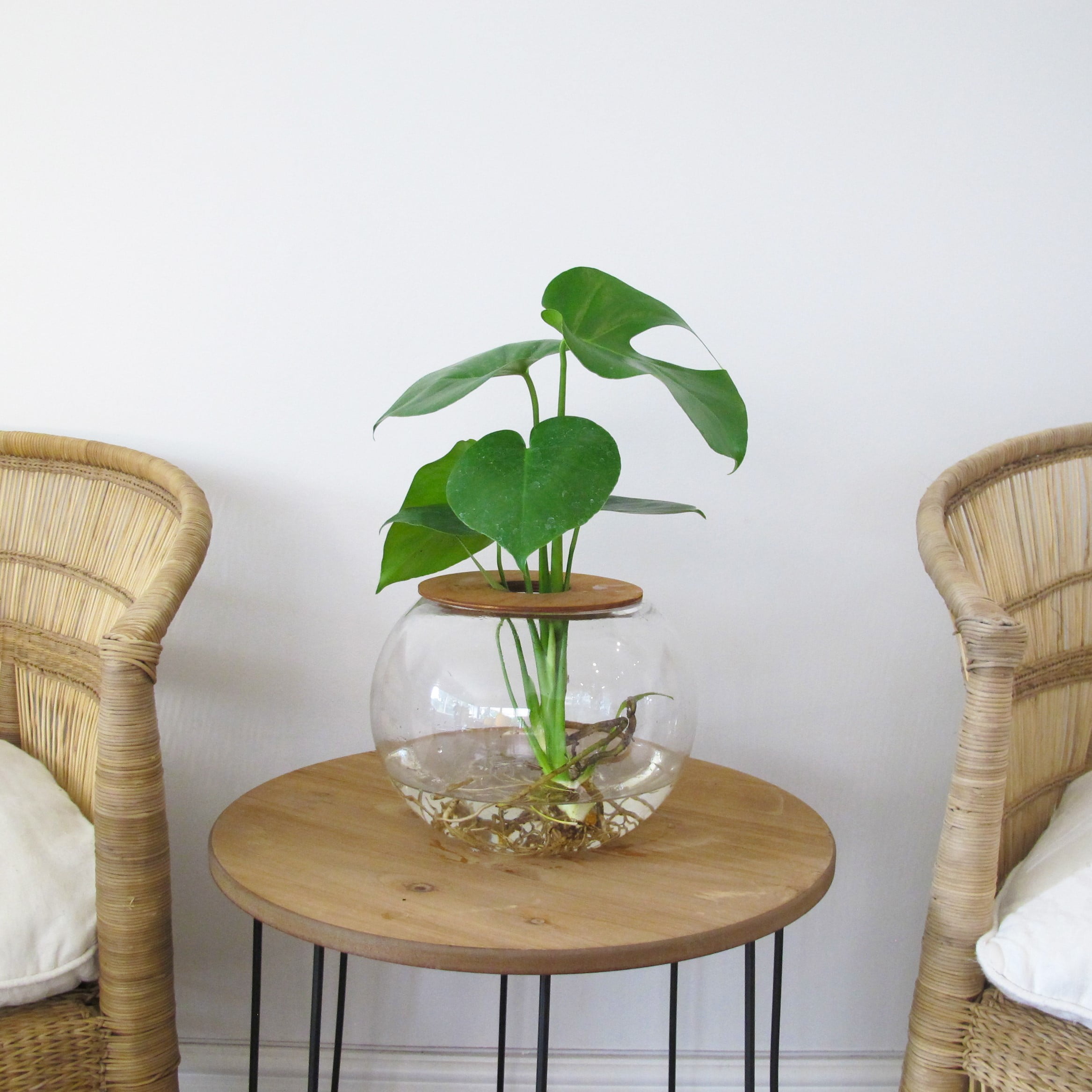 Fishbowl with Delicious Monster - ClicknPlant Online Nursery Cape Town
