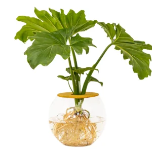 Fishbowl-with-Philodendron-Selloum.webp Fishbowl with Philodendron Selloum