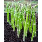 Fotolia_198040647_Subscription_Monthly_XL_edit-scaled-1.jpg Asparagus Bulbs