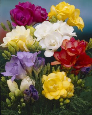 Freesias-Double Mixed (Regular) Freesias-Double Mixed (Regular)