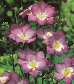 Freesias-Lilac