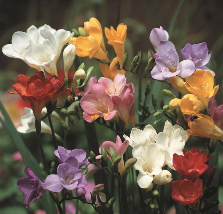 Freesia Labelled Freesias-Mixed Regular - ClicknPlant Online Nursery Cape Town