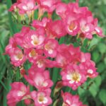 Freesias-Pink Freesias-Pink