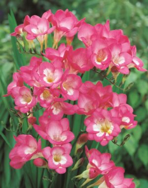 Freesias-Pink Freesias-Pink