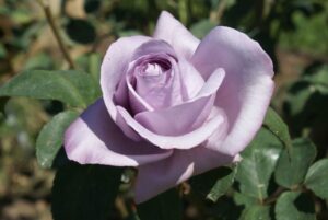 Galaxy Glow Hybrid Tea Rose 5lt
