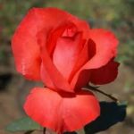 Garden Pavilion Rose 19cm Rose