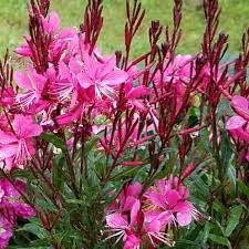 Gaura 'Belleza Dark Pink' 30cm Pot