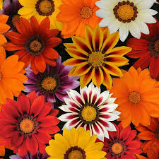 Gazania Mix 4 Pack Tray