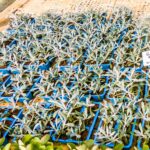 Gazania Rigens 6 Pack