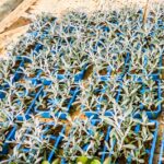 Gazania Rigens 6 Pack