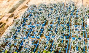 Gazania Rigens 6 Pack