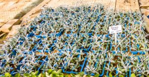 Gazania Rigens 6 Pack