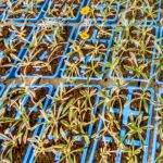 Gazania Variegated 6 Pack