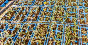 Gazania Variegated 6 Pack