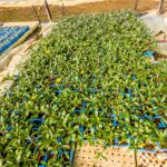 Gazania Uniflora 6 Pack