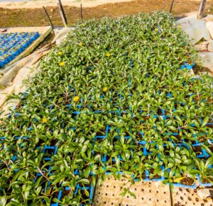 Gazania Uniflora 6 Pack