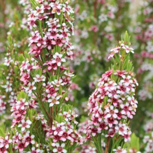 Geraldton Wax Plants for sale at clicknplant nursery
