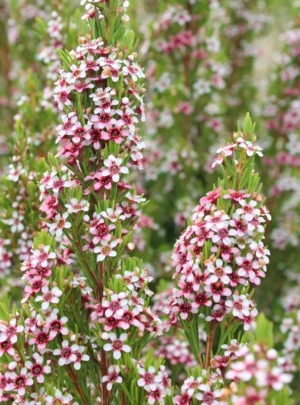 Geraldton Wax Plants for sale at clicknplant nursery Geraldton Wax Plants for sale at clicknplant nursery