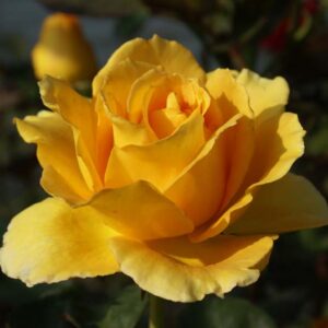 Germiston Gold Hybrid Tea Rose 5lt