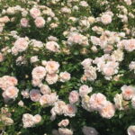 Granny Dearest Rose STD 90cm
