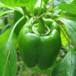 Green Pepper Cali Wonder 6 pack