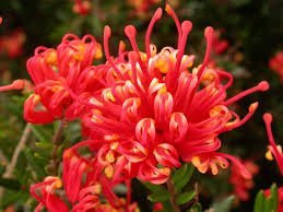 Grevillea Plant for sale at clicknplant nursery