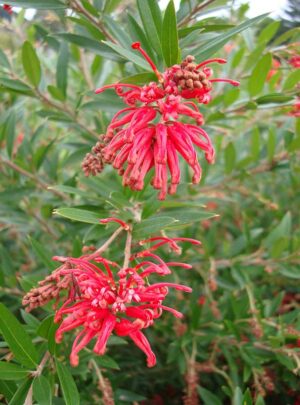 Grevillea Lady O 15cm pot