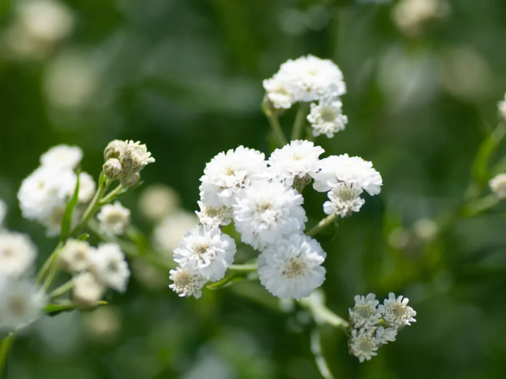 Gypsophila (Baby's Breath) 4 Pack Tray
