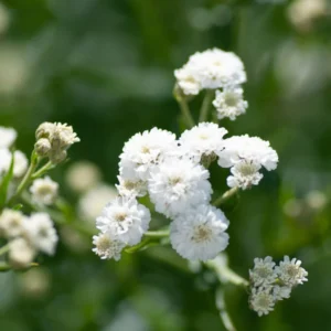 Gypsophila (Baby's Breath) 4 Pack Tray
