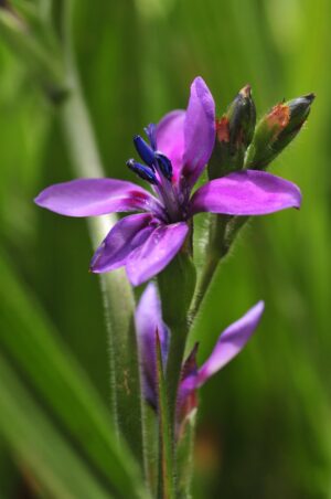 Babiana-Mixed Common Name: Baboon Flower